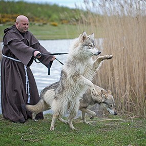 Monk with wolves